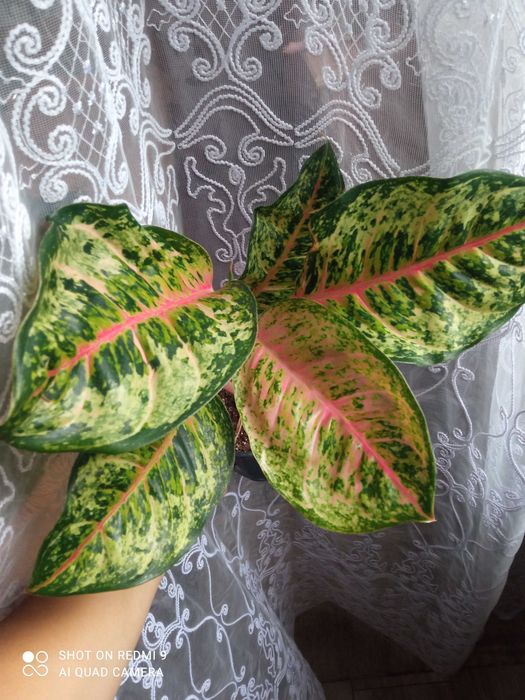 Шикарні аглаонеми