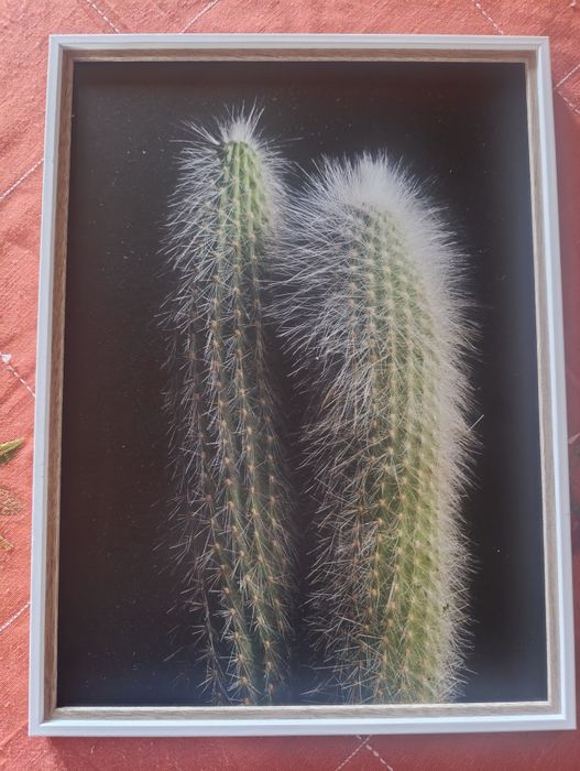 Moldura com cactos do Leroy Merlin