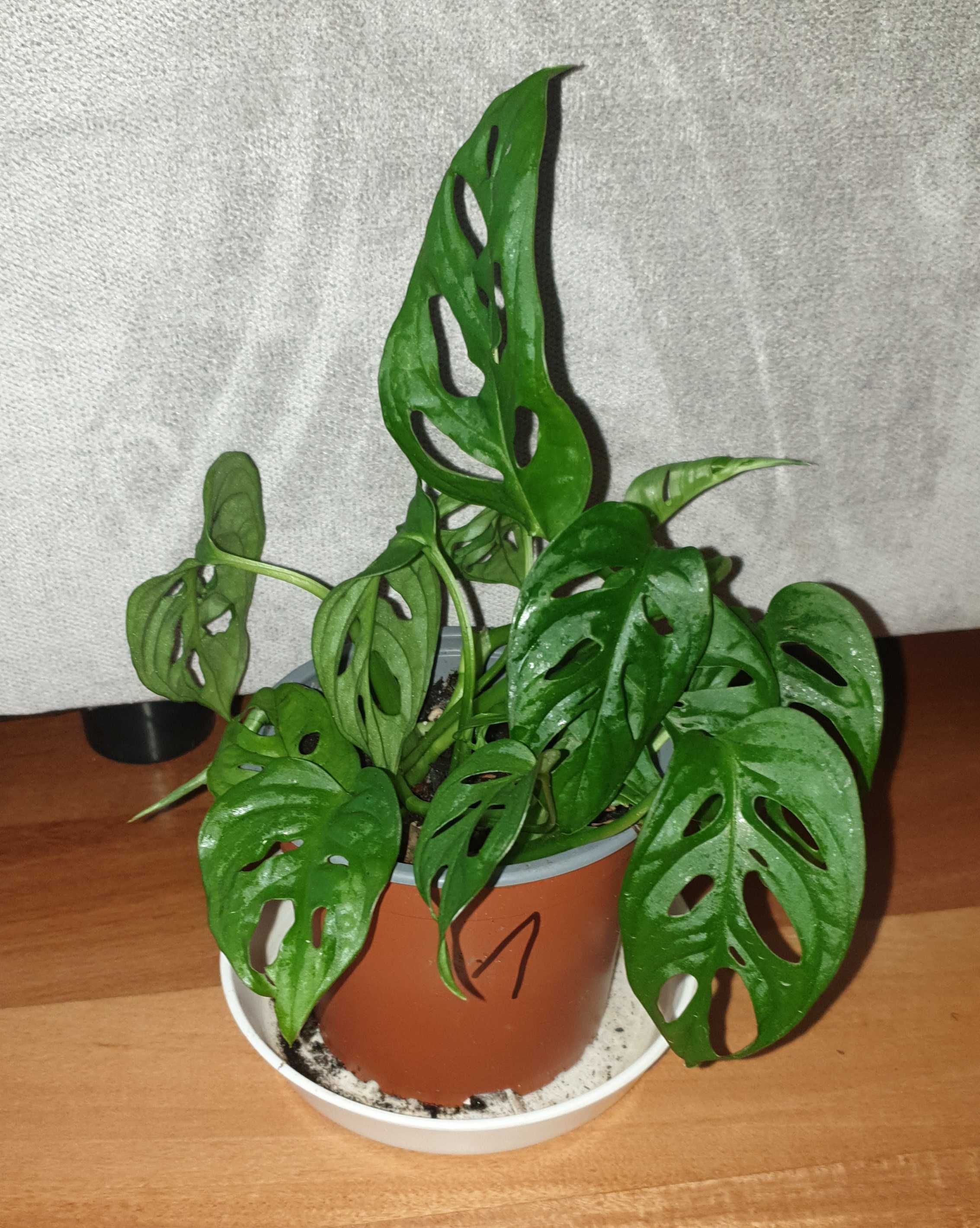 Monstera adesoni, doniczka nr 1