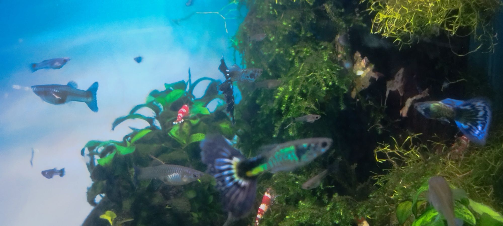 Guppys blue galaxy 5€ casal
