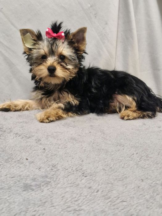 Йоркширский терьер мальчик и девочка