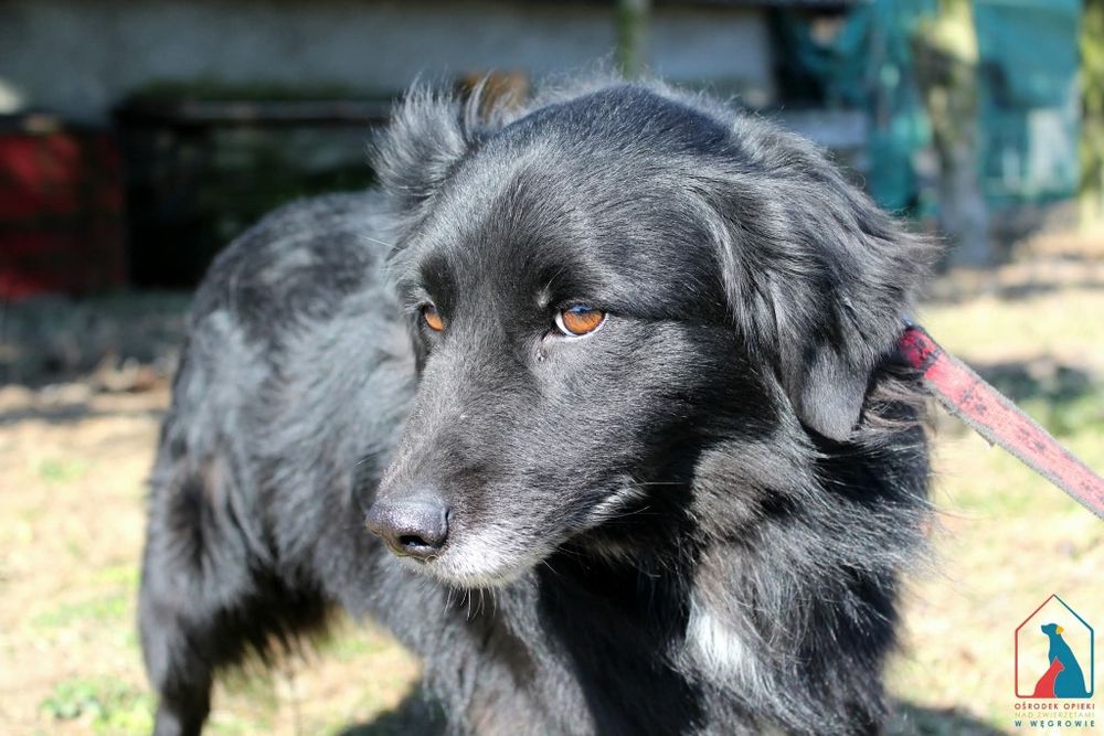 Levis 207/24 - SZUKA DOMU!