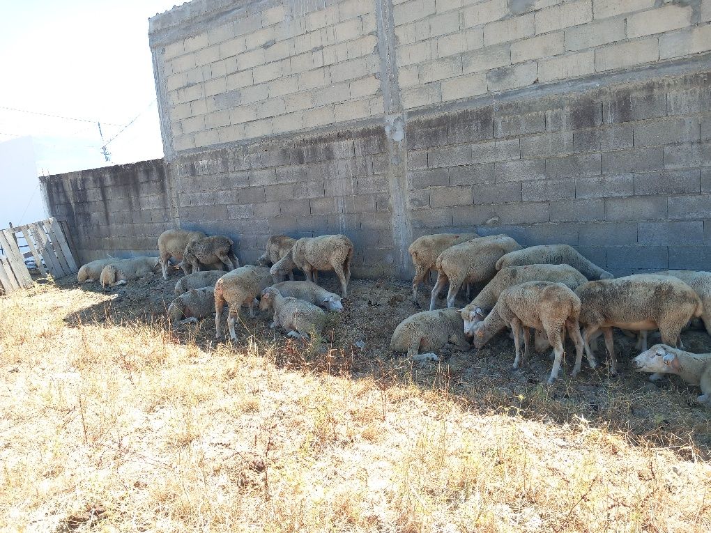 Rebanho de 40 ovelhas  de carne novas   merinas com b4