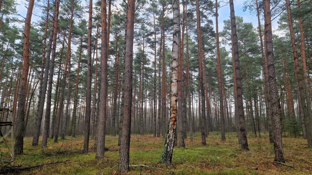 Drewno na tarcice lub na palety