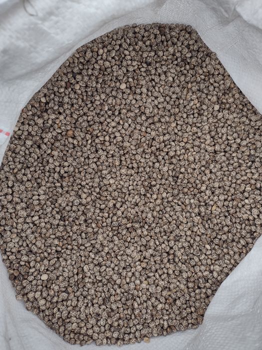 Sprzedam łubin żółty szerokolistny mister