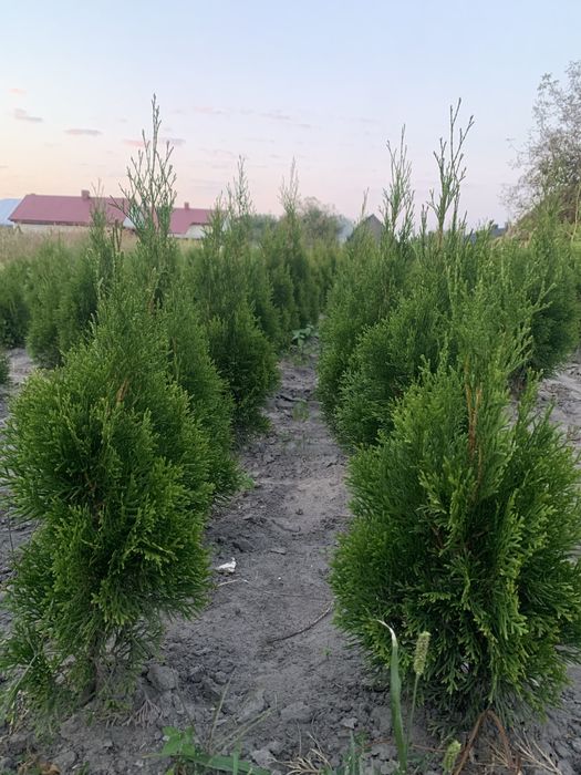 Смарагд кипарисовик колум туя плющ тис