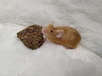 Mysz Rasowa Dumbo Gold Satine (samiec) MASSON