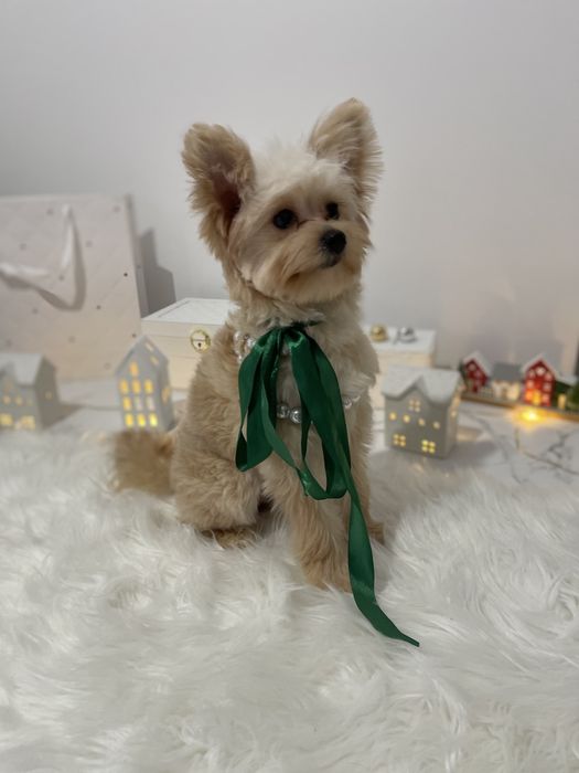 Міні-принцеси Помапу чекають на свої сімї