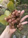 Orzechy laskowe 5 kg