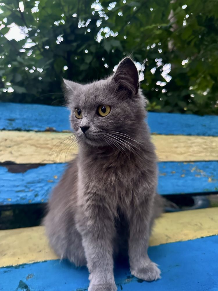 Віддам кішку.
