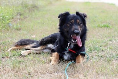 Axel – nieśmiały pies do adopcji