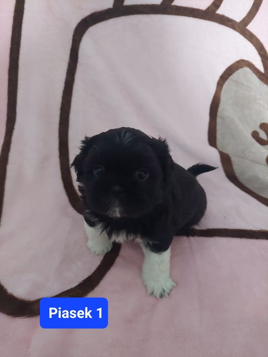 Shih tzu do rezerwacji
