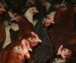 KURY NIOSKI młode 25tyg.Każda z jajkiem z wolnego-wybiegu.ROSA Leghorn