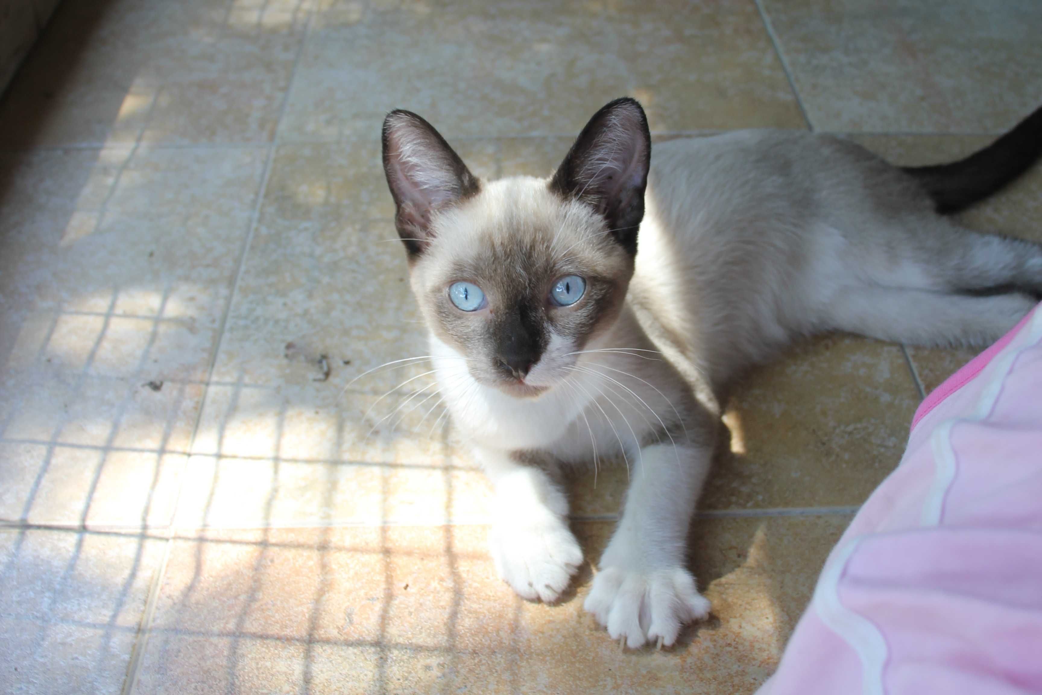 MACHO | Gatinho de olhos azuis e com a 1.a vacina para adoção