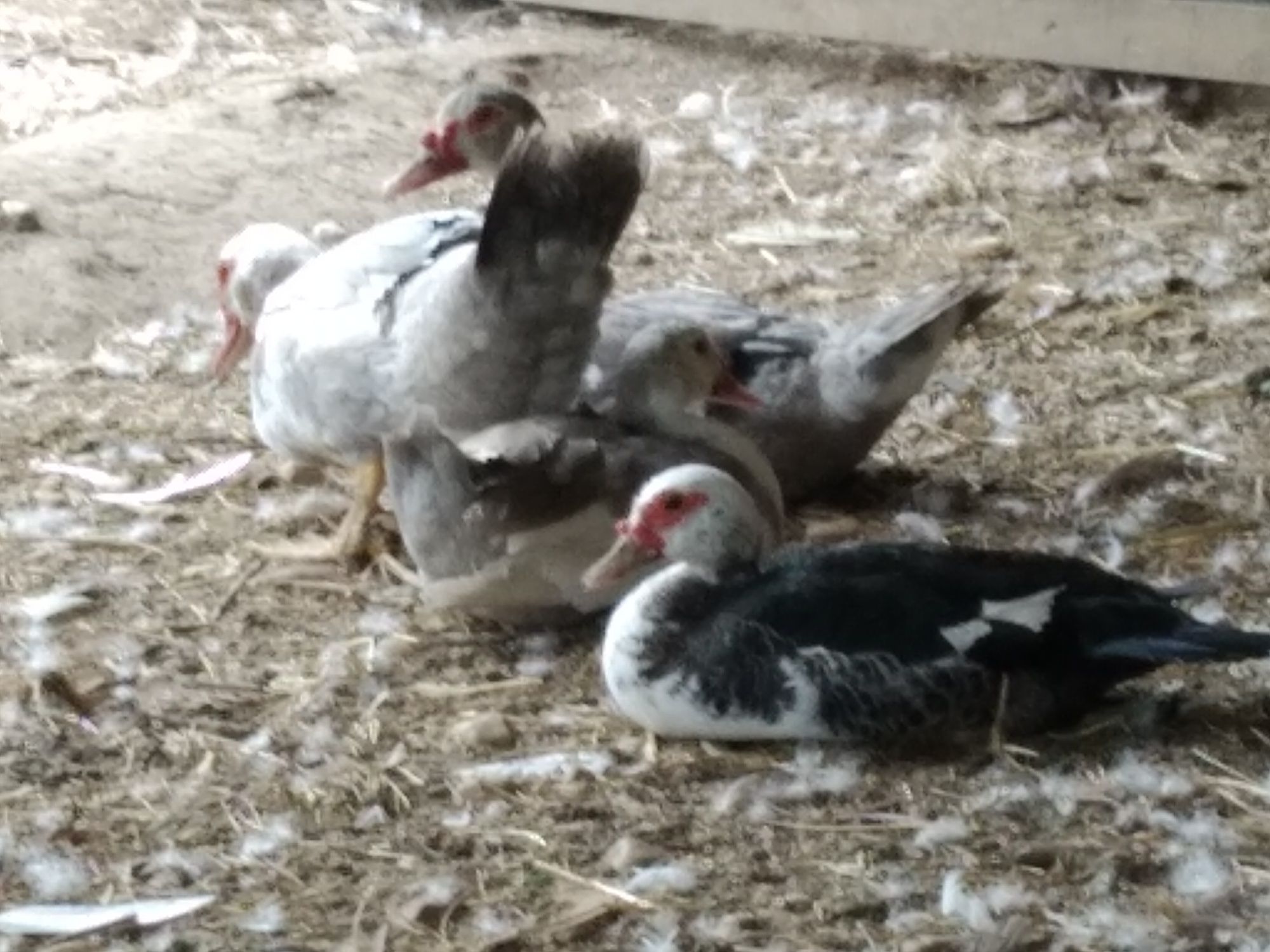 Patos criados no campo