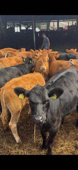 Odsadki jałówki Angus Limousine