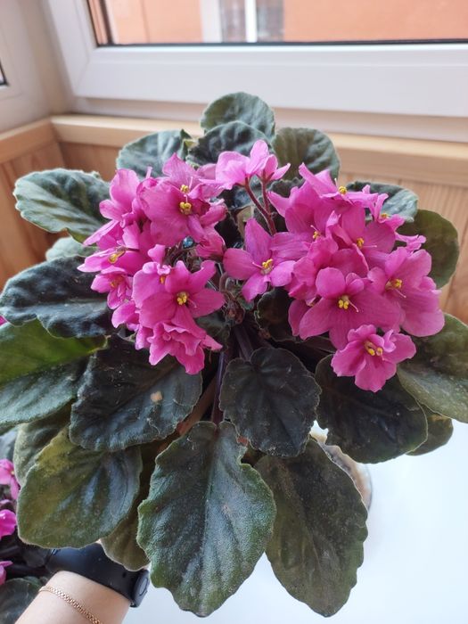 Продам фіалки постійно квітучі