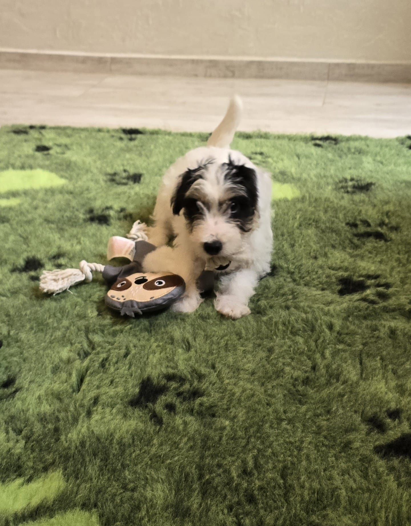 Jack Russell Terrier ZKwP FCI