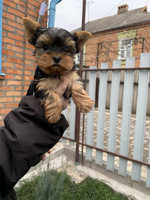 Йорк міні,мілкий стандарт