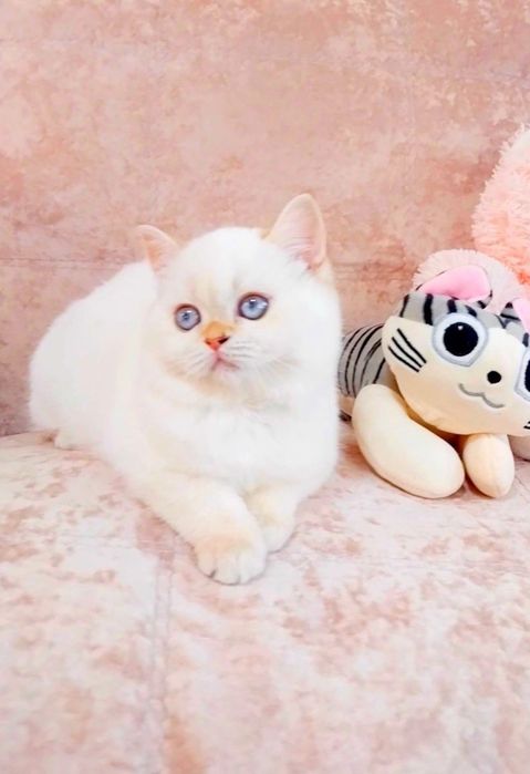 Чарівна крихітка Голубоока страйточка