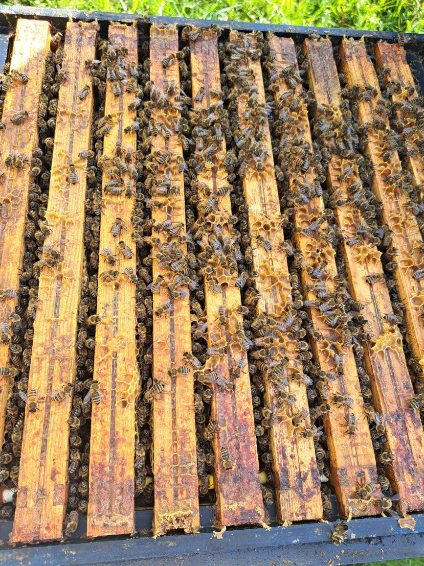 Rodziny pszczele rodziny przezimowane pszczoły ule