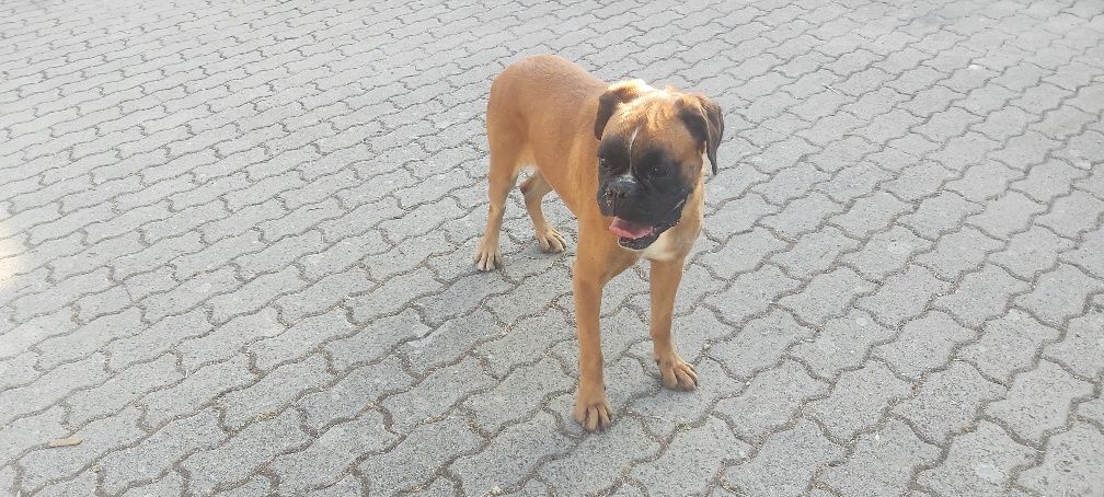 Boxer com lop fêmea