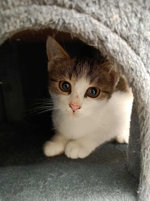 Oren & Ido kocurki do adopcji