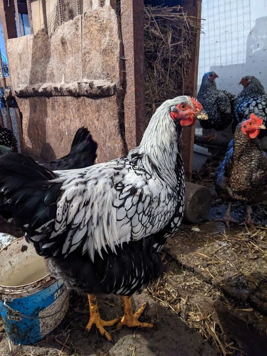 Продам кури Віандот срібло Дубно Рівненська