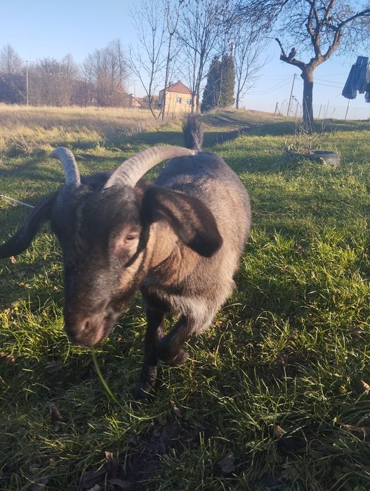 Sprzedam roczną kozę