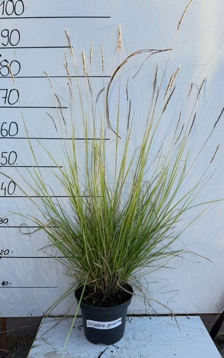 Sesleria jesienna 2 l trawa ozdobna