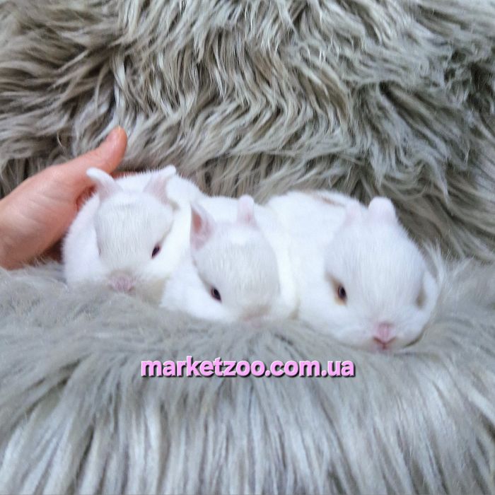 Міні кроленята Mini NDR карликовые карликовий карликові кроленята