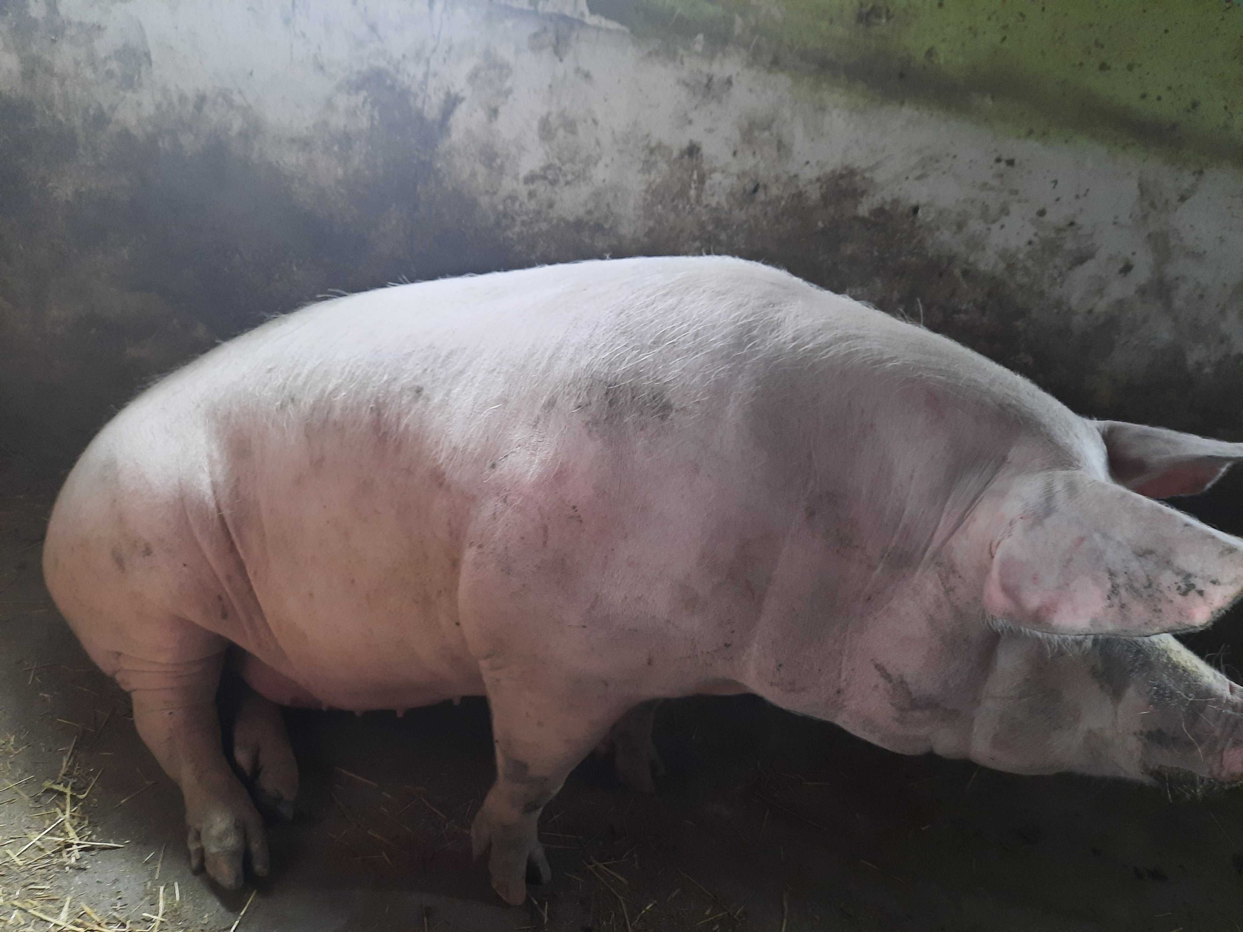 Продам свиней по 250 кг, м*ясні