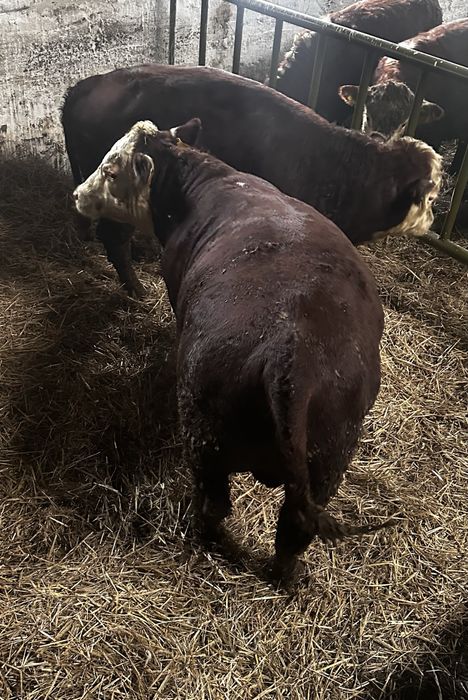 Byki Hereford Rozpłodniki