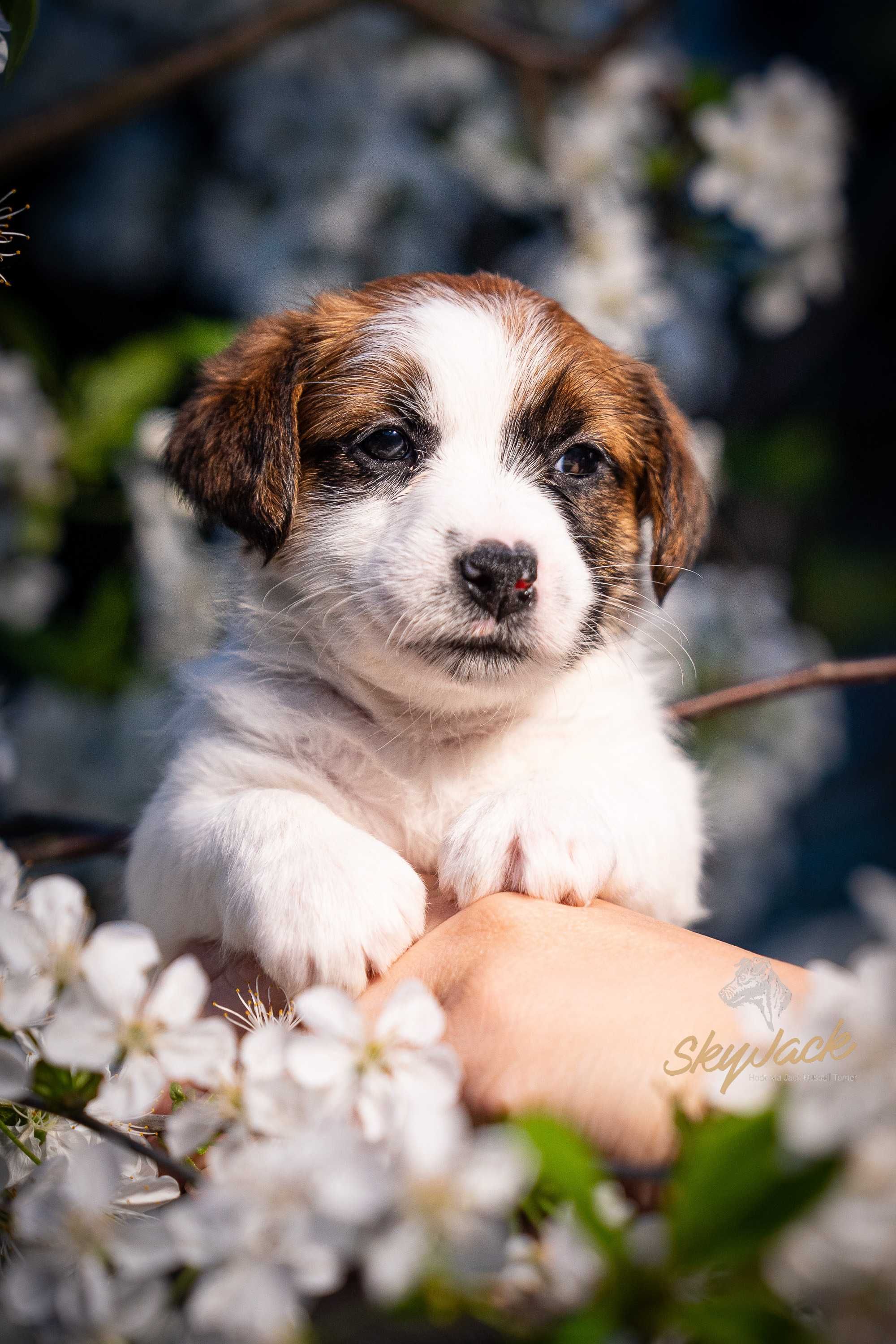 Jack Russel Terrier FCI ZKWP