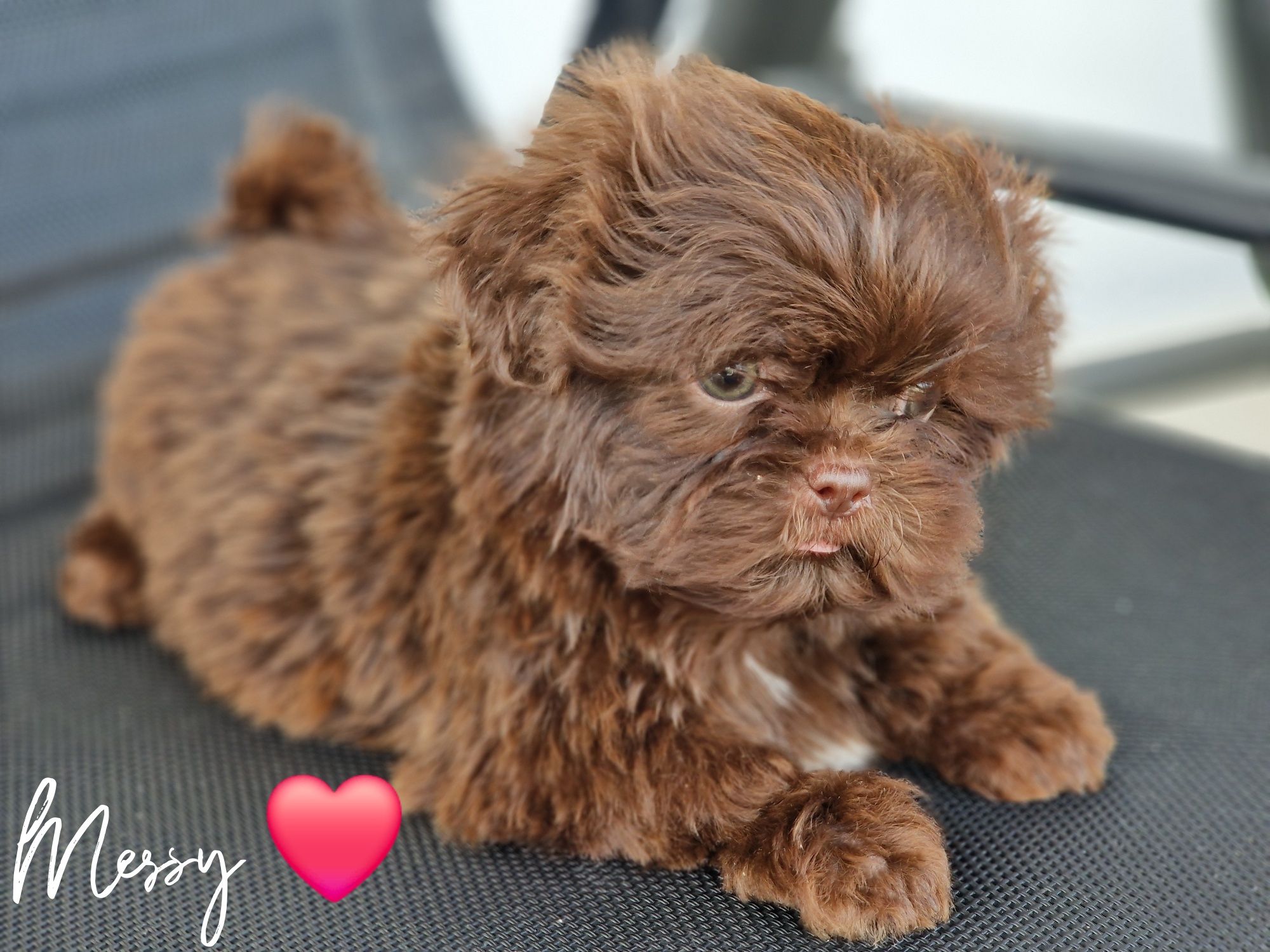 Suczka Messy Shih tzu czekoladowa