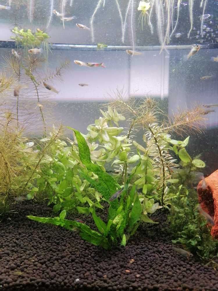 Guppies Endler (Poecilia wingei)