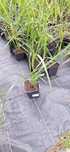 Black beauty 10szt.