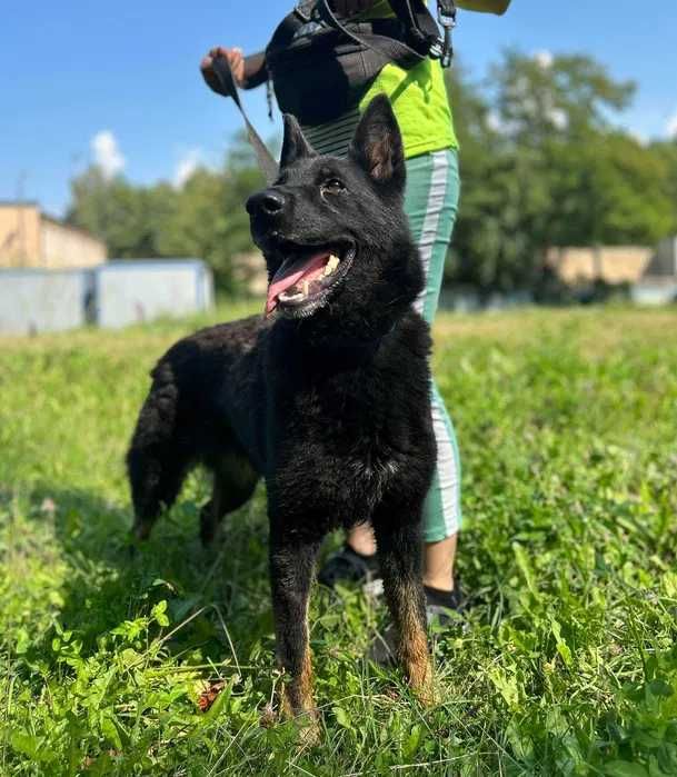 Pilne!Młoda suczka w typie wilczura, Sara szuka dobrego domu