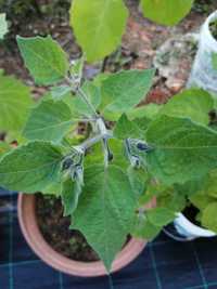 Planta Fisális (Physalis) de vários tamanhos