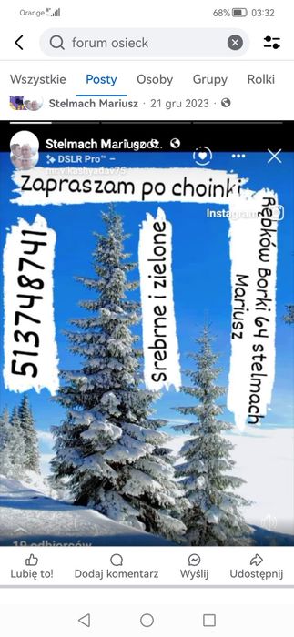 Choinki świerki świąteczne