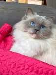 Gatinha Ragdoll com pedigree