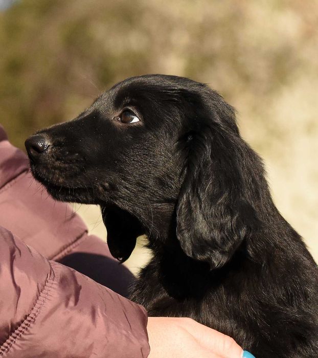 FLAT COATED RETRIEVER - czarny chłopczyk gotowy na nowy dom