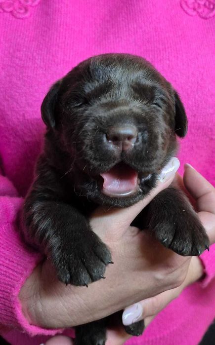 Labrador Retriever ZKwP/FCI- czekoladowa sunia