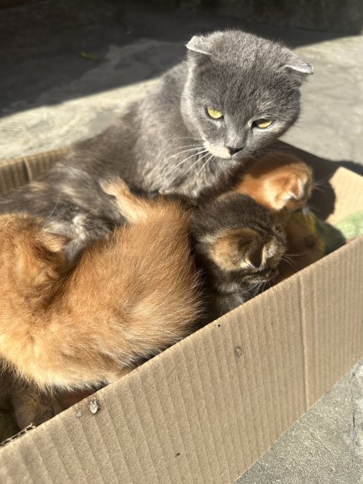 Кошенята в добрі руки Хмельницький