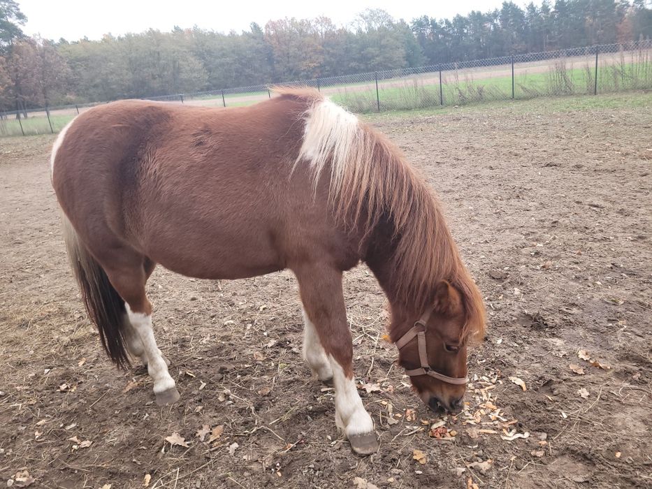 Sprzedam klacz ogiera kuca