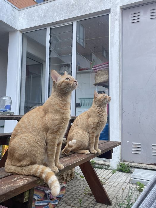 Procuro trabalho para petsiting - petwalking