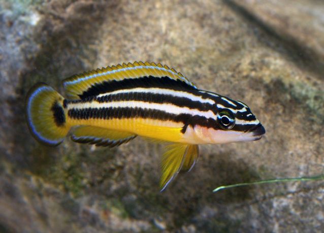 Julidochromis Reagana ornatus 1