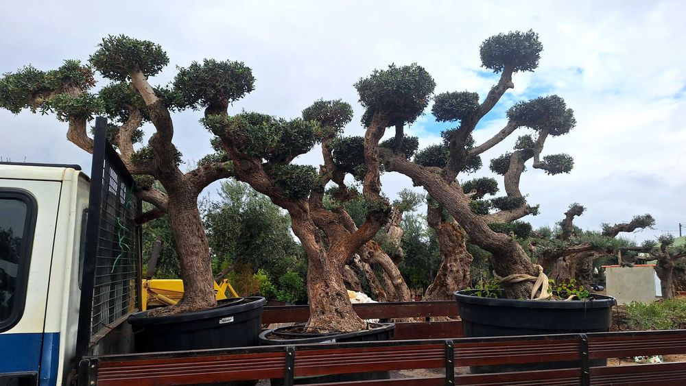 Jardim das Oliveiras