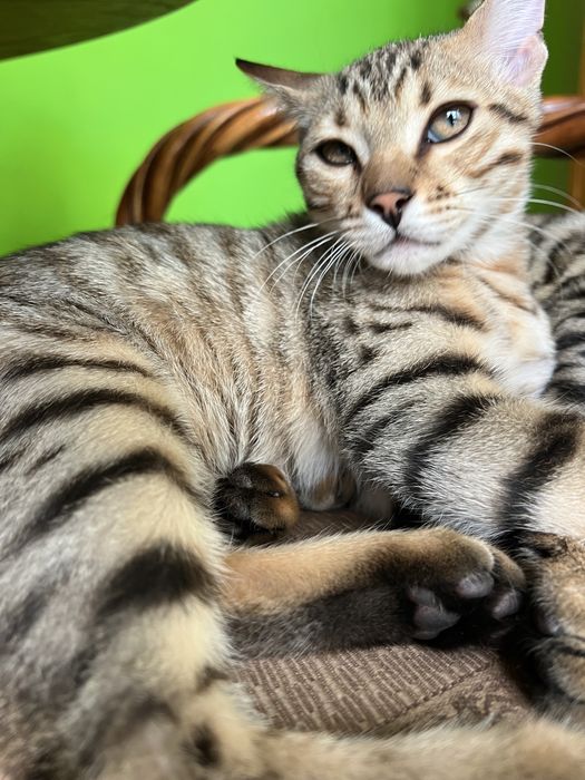 Бенгал Ben n 24 tabby 3 месяца