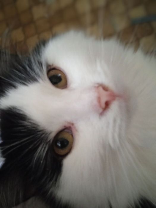 Котики в добрые руки